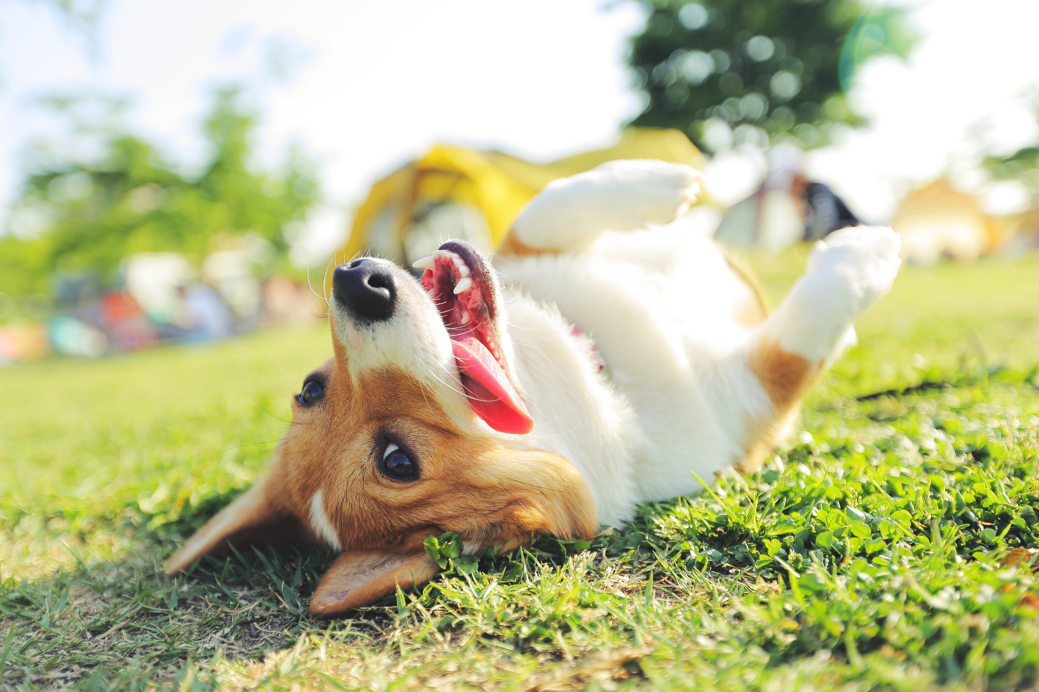 The Simple Routine That Makes Dogs Happier And Healthier