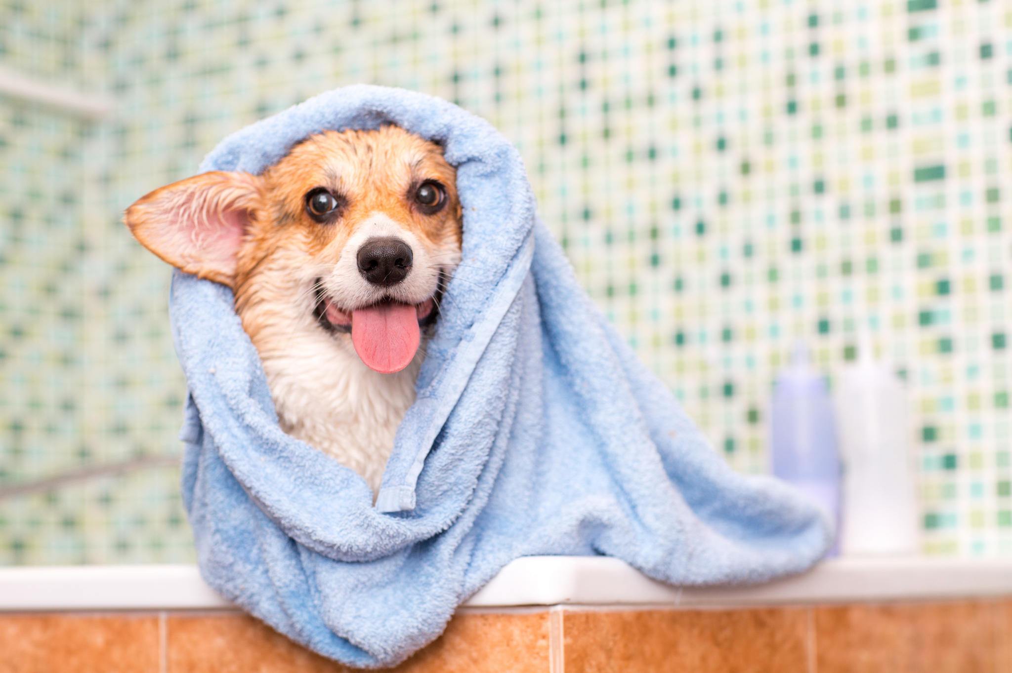 The Grooming Secret That Saves Time And Reduces Stress