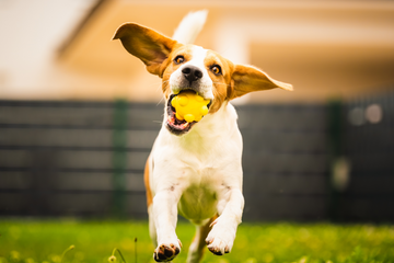 How To Keep Pets Active Even On Your Busiest Days